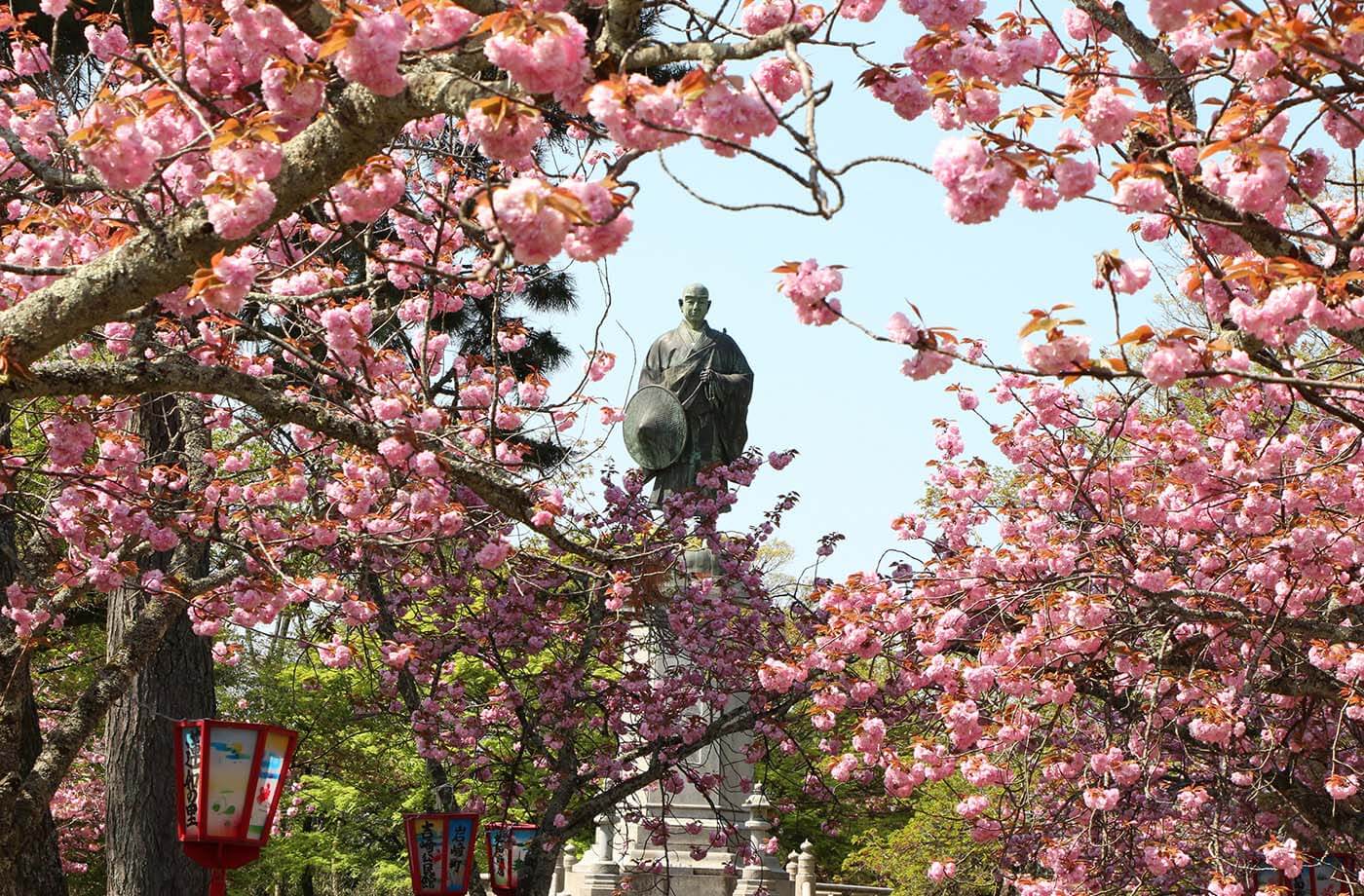 桜に囲まれる蓮如上人像